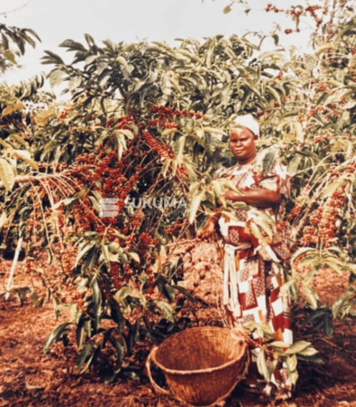 Harvested coffee cherries drying on a raised rack