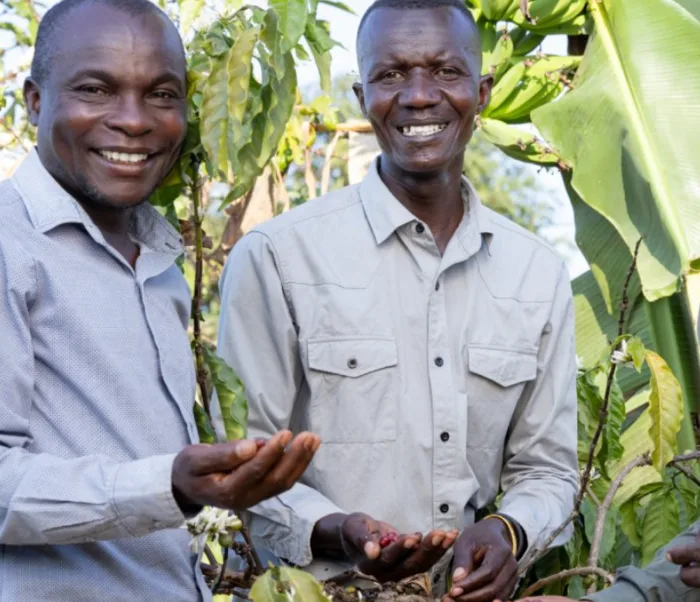 Two Sukuma farmers inspecting coffee in the garden