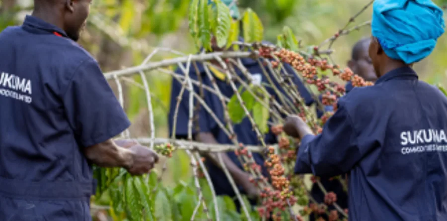 Sukuma staff stacking jute coffee sacks at the buying unit
