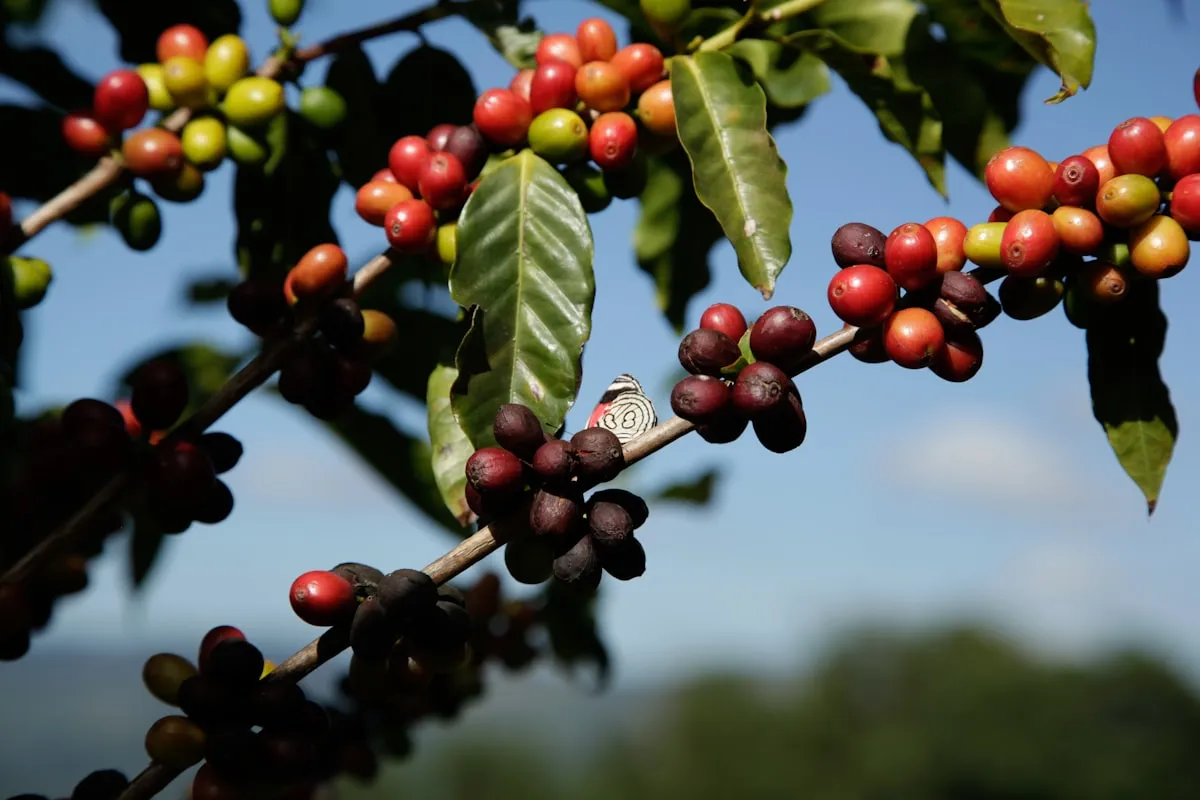 Ripe Robusta coffee cherries growing on the plant